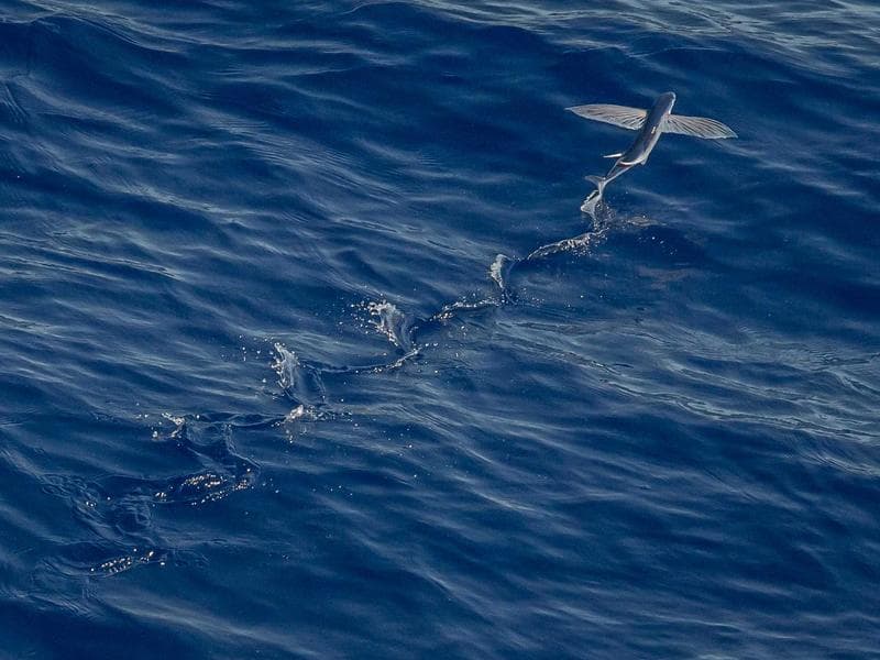 椿油搾り体験 五島の里